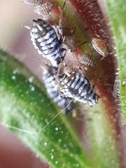 Aphis epilobiaria