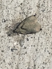 Olethreutes exoletum