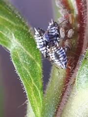 Aphis epilobiaria
