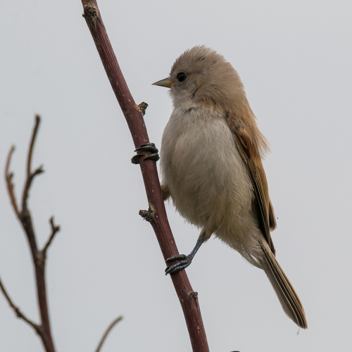 Rémiz penduline