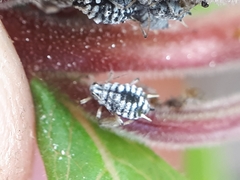 Aphis epilobiaria