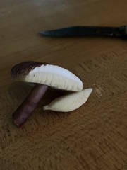 Gyroporus purpurinus