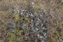 Dudleya attenuata orcuttii