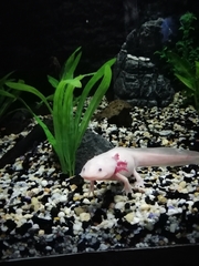 Ambystoma mexicanum