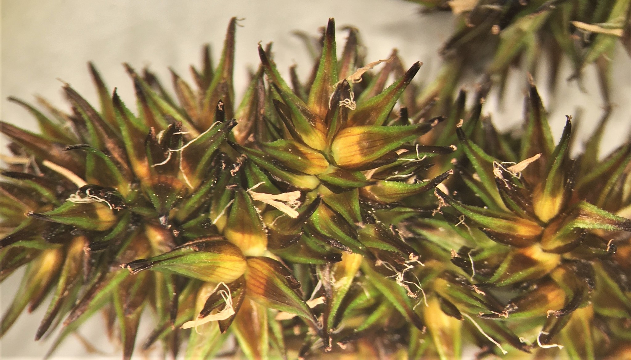 Carex neurophora