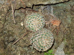 Mammillaria huitzilopochtli huitzilopochtli