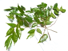 Ficus benjamina