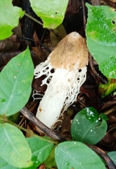 Phallus atrovolvatus