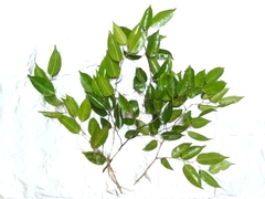 Ficus benjamina