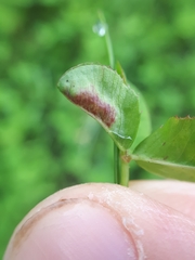 Dasineura trifolii