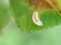 Dasineura trifolii