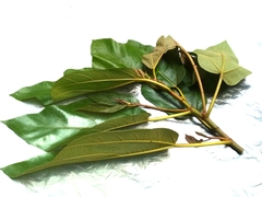 Ficus fulva