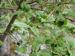 Viburnum erubescens