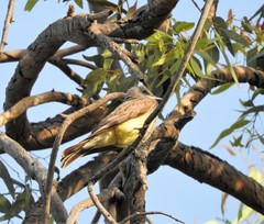Tyrannus vociferans