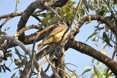 Tyrannus vociferans