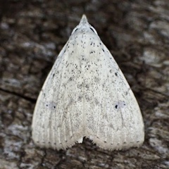 Rivula stepheni