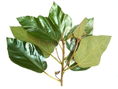 Ficus fulva