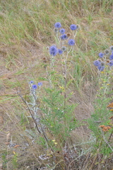 Echinops ritro