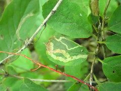 Aulagromyza hendeliana