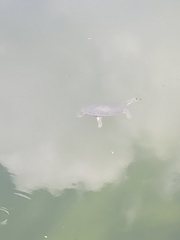 Apalone spinifera emoryi