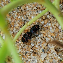 Eurydema herbacea