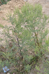 Ambrosia artemisiifolia