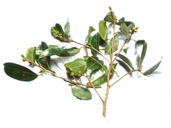 Ficus sumatrana