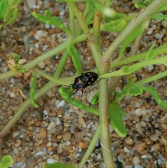 Eurydema herbacea