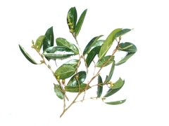 Ficus sumatrana