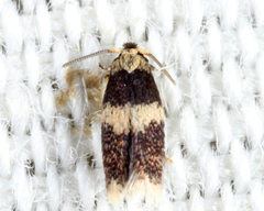 Stigmella nigriverticella