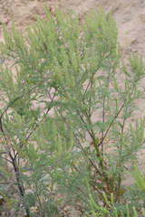 Ambrosia artemisiifolia