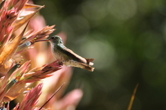Elliotomyia chionogaster