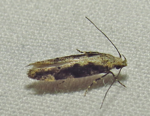 Coleotechnites Flower Moth photo 4