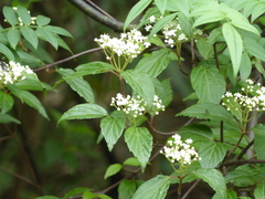 Viburnum mullaha