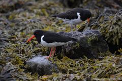 Haematopus ostralegus