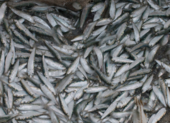 Sardinella