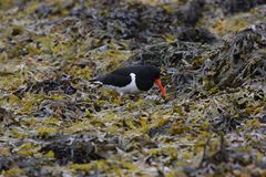 Haematopus ostralegus