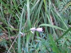 Campanula cespitosa