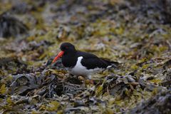 Haematopus ostralegus