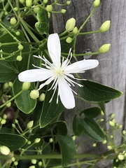 Clematis terniflora