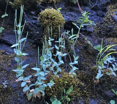 Epilobium glaberrimum