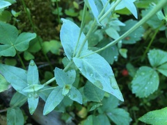 Epilobium glaberrimum