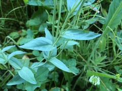 Epilobium glaberrimum