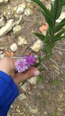 Vernonia greggii