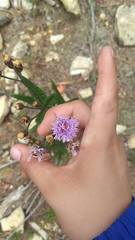 Vernonia greggii