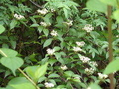 Viburnum mullaha