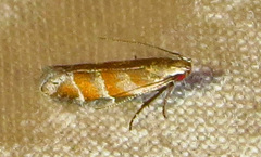 Battaristis vittella