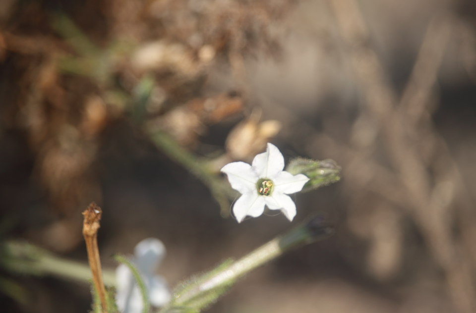 Nicotiana miersii