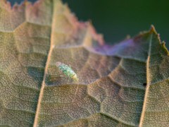 Malacocoris chlorizans