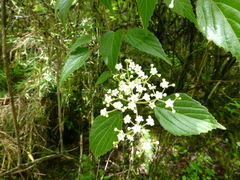 Viburnum mullaha